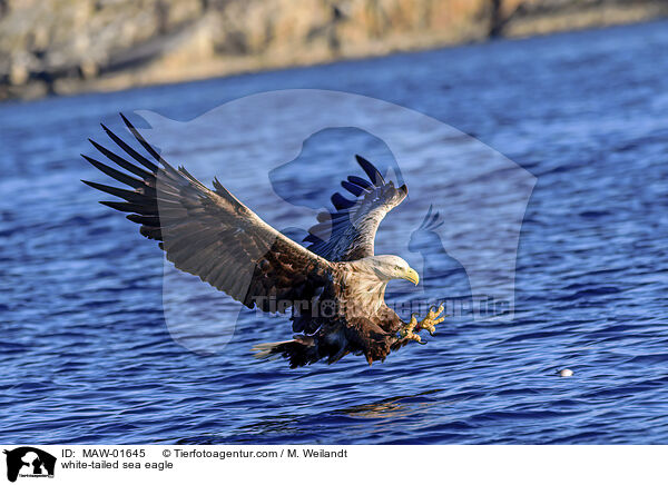Seeadler / white-tailed sea eagle / MAW-01645