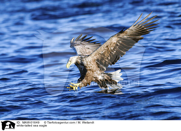 Seeadler / white-tailed sea eagle / MAW-01649