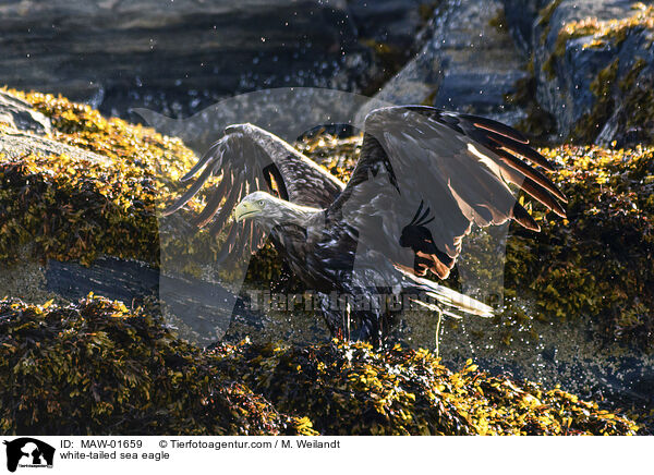 Seeadler / white-tailed sea eagle / MAW-01659