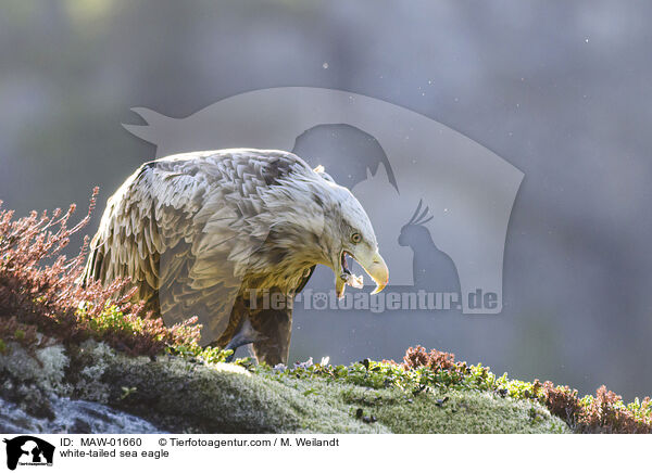 white-tailed sea eagle / MAW-01660