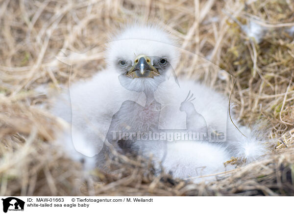 white-tailed sea eagle baby / MAW-01663