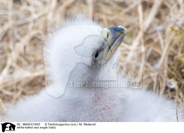 Seeadler Baby / white-tailed sea eagle baby / MAW-01665