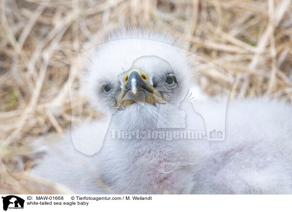 Seeadler Baby / white-tailed sea eagle baby / MAW-01668