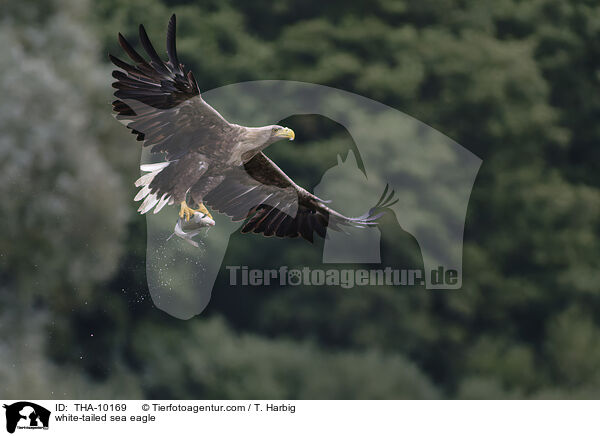 Seeadler / white-tailed sea eagle / THA-10169