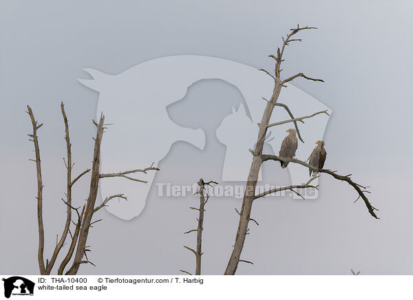 Seeadler / white-tailed sea eagle / THA-10400