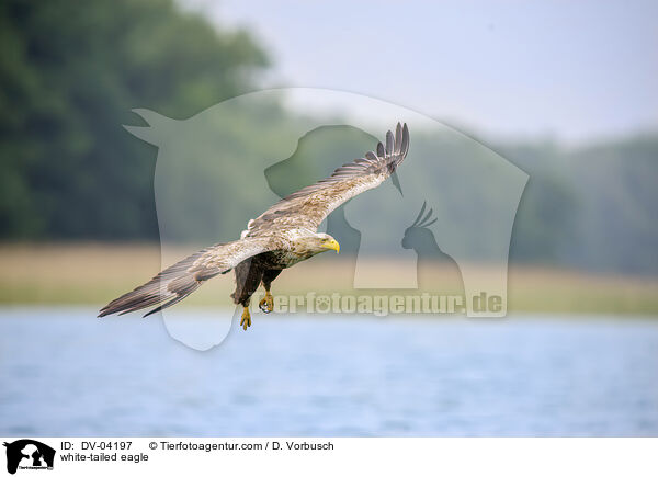 Seeadler / white-tailed eagle / DV-04197