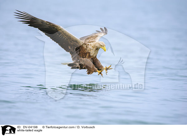 Seeadler / white-tailed eagle / DV-04198
