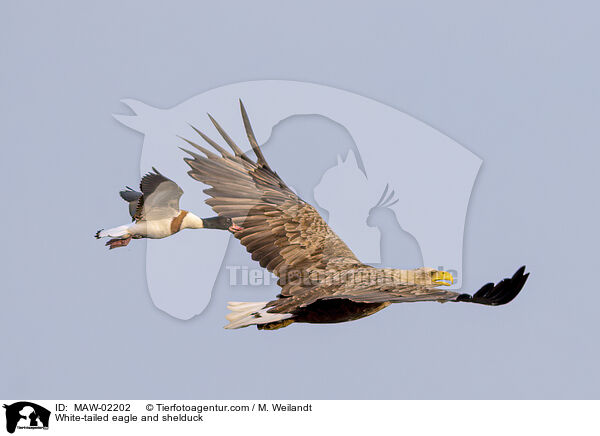 White-tailed eagle and shelduck / MAW-02202