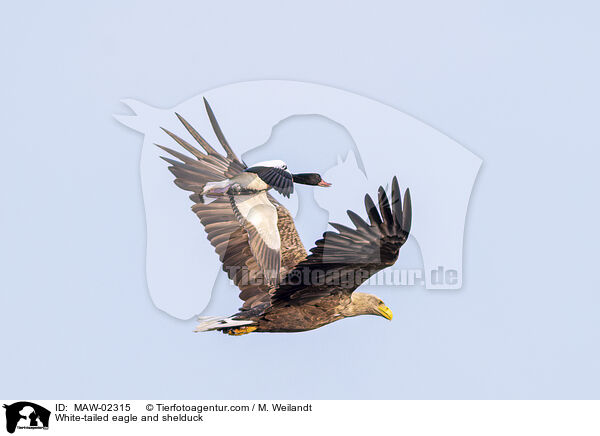 White-tailed eagle and shelduck / MAW-02315