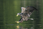 white-tailed sea eagle