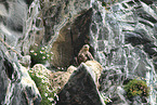 white-tailed sea eagle