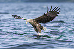 white-tailed sea eagle