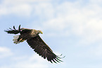 white-tailed sea eagle