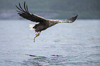white-tailed sea eagle