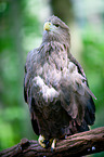 white-tailed sea eagle