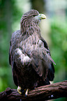 white-tailed sea eagle