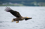 white-tailed sea eagle
