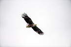 white-tailed sea eagle
