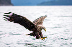 white-tailed sea eagle
