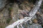 white-tailed sea eagle