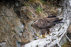 white-tailed sea eagle