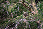 white-tailed sea eagle