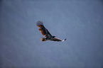 white-tailed sea eagle