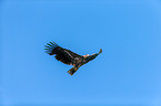 white-tailed sea eagle