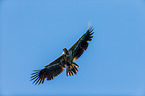 white-tailed sea eagle