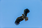 white-tailed sea eagle