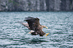 white-tailed sea eagle