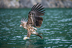 white-tailed sea eagle