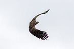 white-tailed sea eagle