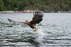 white-tailed sea eagle