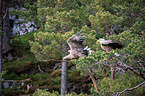 white-tailed sea eagles