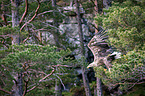white-tailed sea eagle