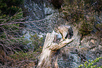 white-tailed sea eagle