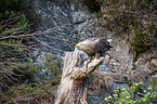 white-tailed sea eagle