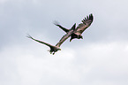 white-tailed sea eagles