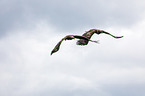 white-tailed sea eagles