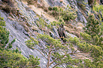 white-tailed sea eagle