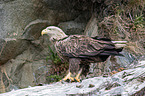white-tailed sea eagle