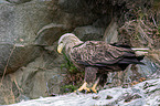 white-tailed sea eagle