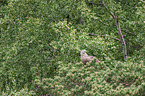 white-tailed sea eagle