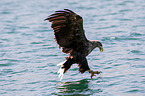 white-tailed sea eagle