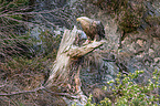 white-tailed sea eagle
