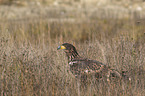 White-tailed Sea Eagle