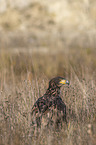 White-tailed Sea Eagle