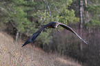 flying White-tailed Sea Eagle