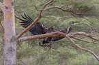 flying White-tailed Sea Eagle